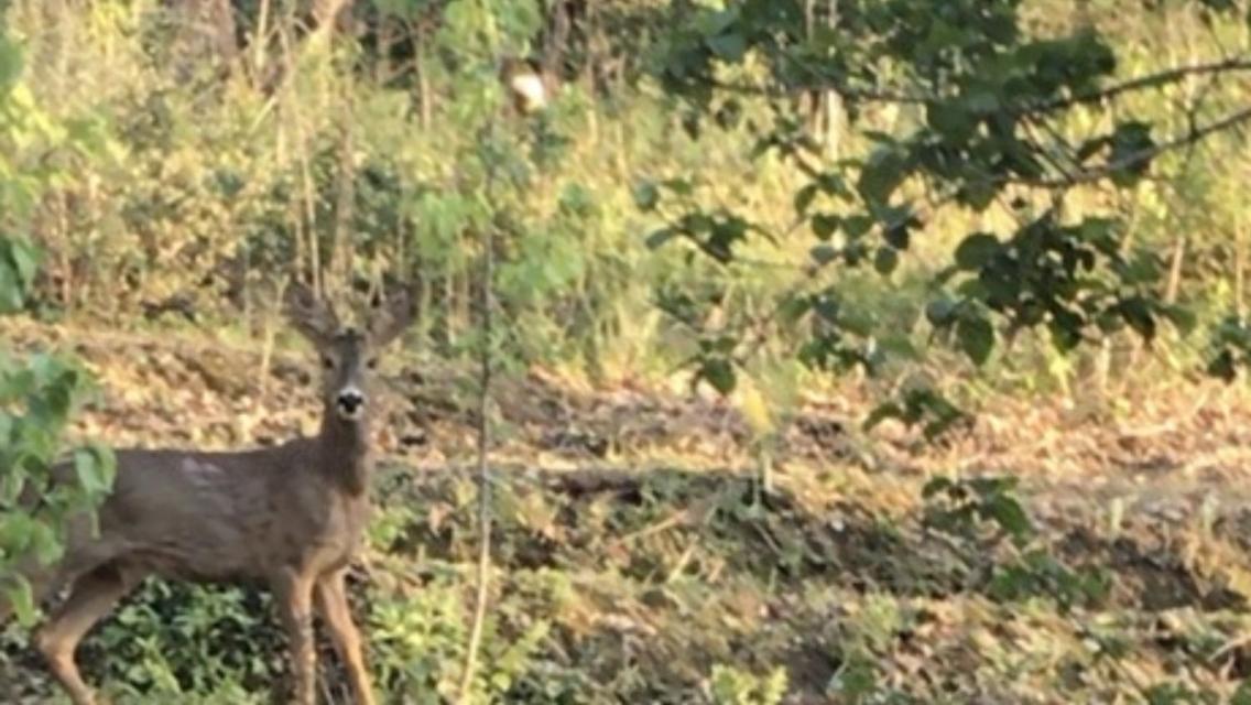 Bus Atypique Au Bord Du Canal Du Midi Et Au Coeur D'Une Foret 2 Chambres Villepinte  المظهر الخارجي الصورة