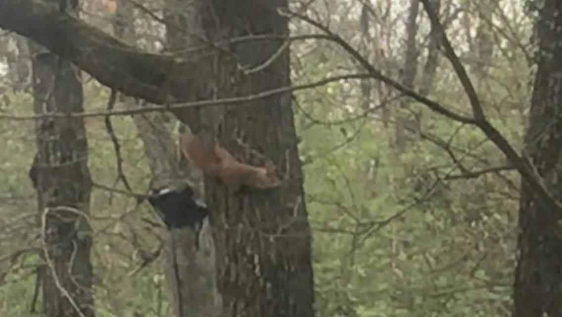 Bus Atypique Au Bord Du Canal Du Midi Et Au Coeur D'Une Foret 2 Chambres Villepinte  المظهر الخارجي الصورة